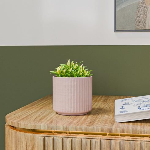 Pink Fringe Ceramic Planter - The Earth Store - Planter