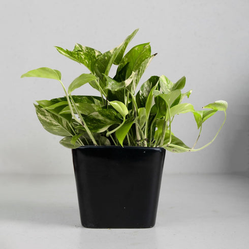Black Square Ceramic Planter - The Earth Store - Planter