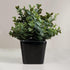 Black Square Ceramic Planter - The Earth Store - Planter