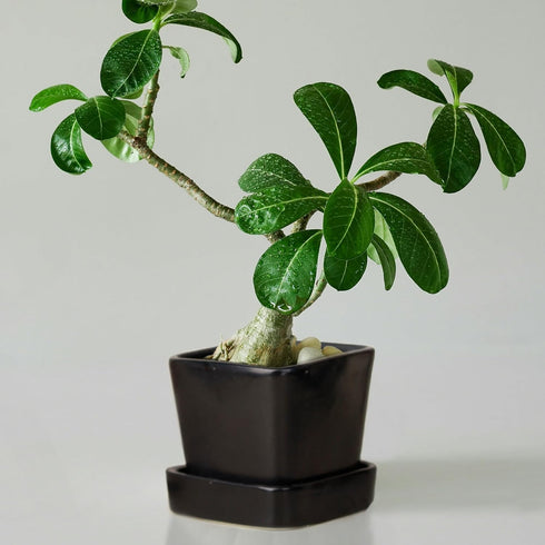 Black Square Ceramic Clay Pots Pot with Tray - The Earth Store - Planter