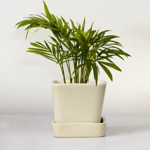 Cream Square Ceramic Planter - The Earth Store - Vase