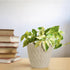 Conical White Carved Ceramic Planter - The Earth Store - Vase