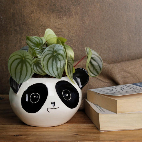 Panda Ceramic Clay Pots - The Earth Store - Planter