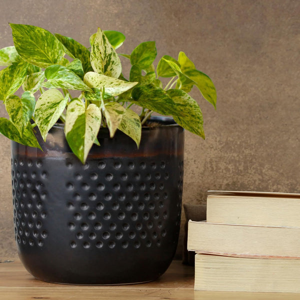 Dual Tone Ceramic Planter - The Earth Store - Planter