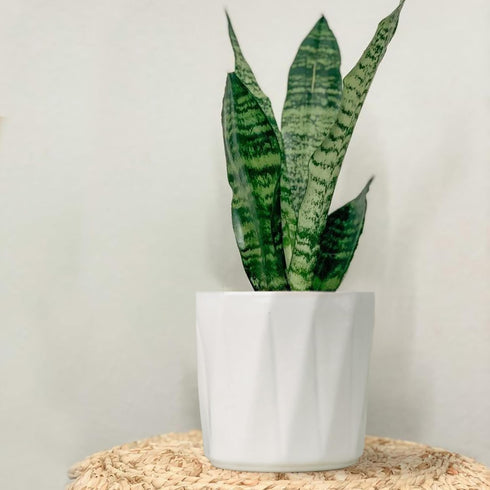 White Hexa Ceramic Planter - The Earth Store - Planter
