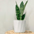 White Hexa Ceramic Planter - The Earth Store - Planter