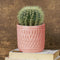 Pink Carved Cylindrical Ceramic Planter - The Earth Store - Planter