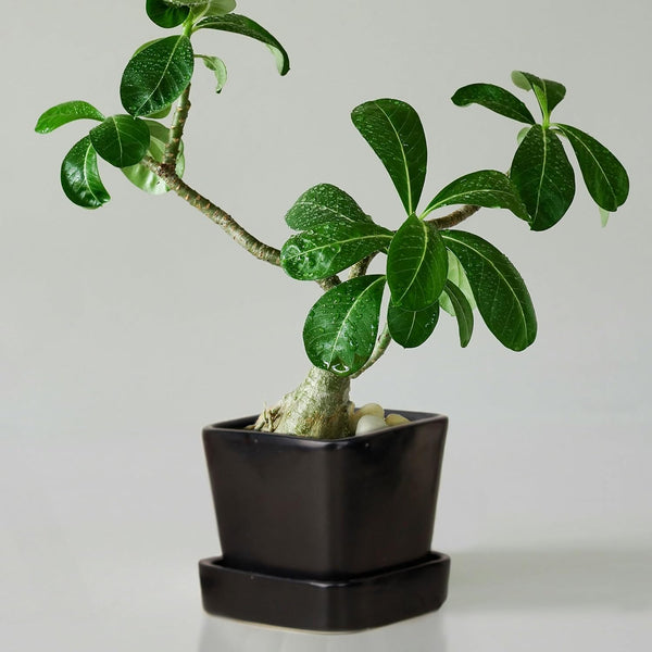Black Square Ceramic Clay Pots Pot with Tray - The Earth Store - Planter