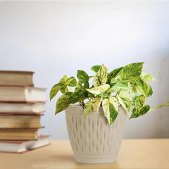 Conical White Carved Ceramic Planter - The Earth Store - Vase