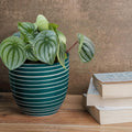 Teal Spiral Planter
