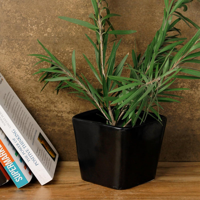 Black Square Ceramic Planter - The Earth Store - Planter