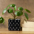 Dash Black Square Ceramic Clay Pots