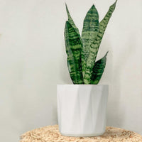 White Hexa Ceramic Planter